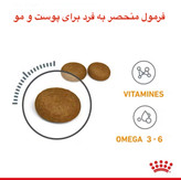 غذای گربه رویال کنین hair & skin سلامت پوست و مو